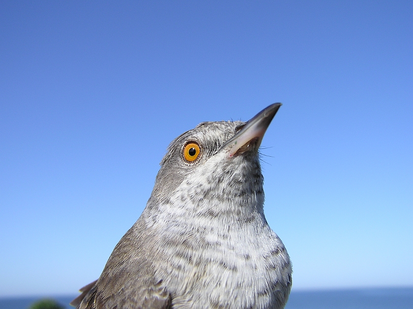 Barred Warbler, Sundre 20080606